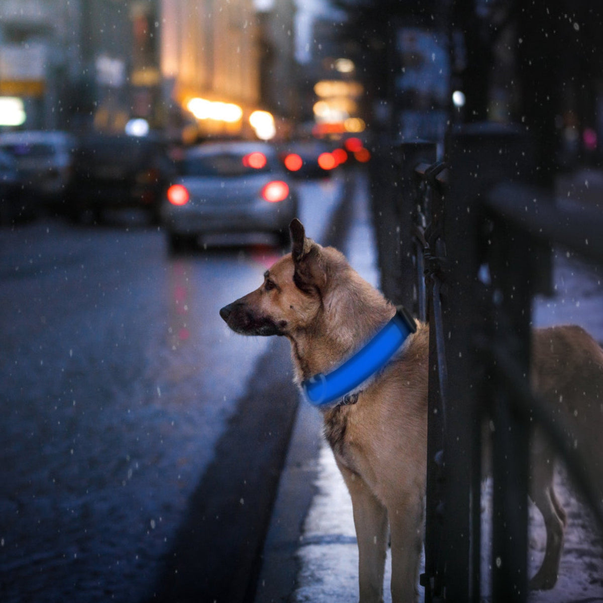 LED Dog Collar USB Rechargeable Adjustable Dog Safety Collar Night Safety Flashing Luminous Light up Collar