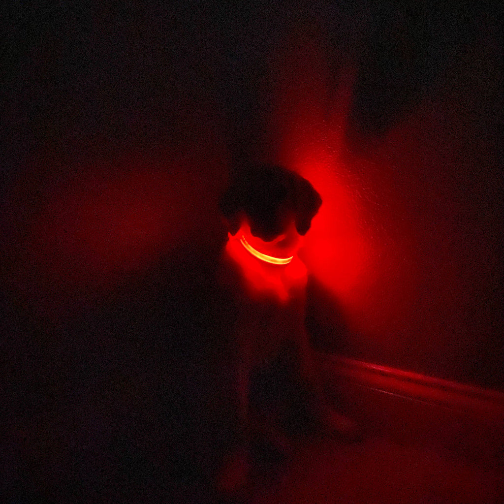 LED Dog Collar: Red