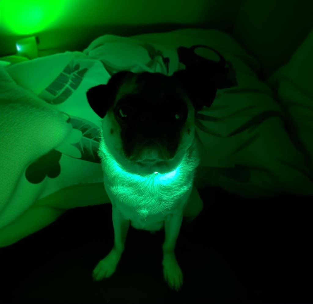 LED Dog Collar: Blue