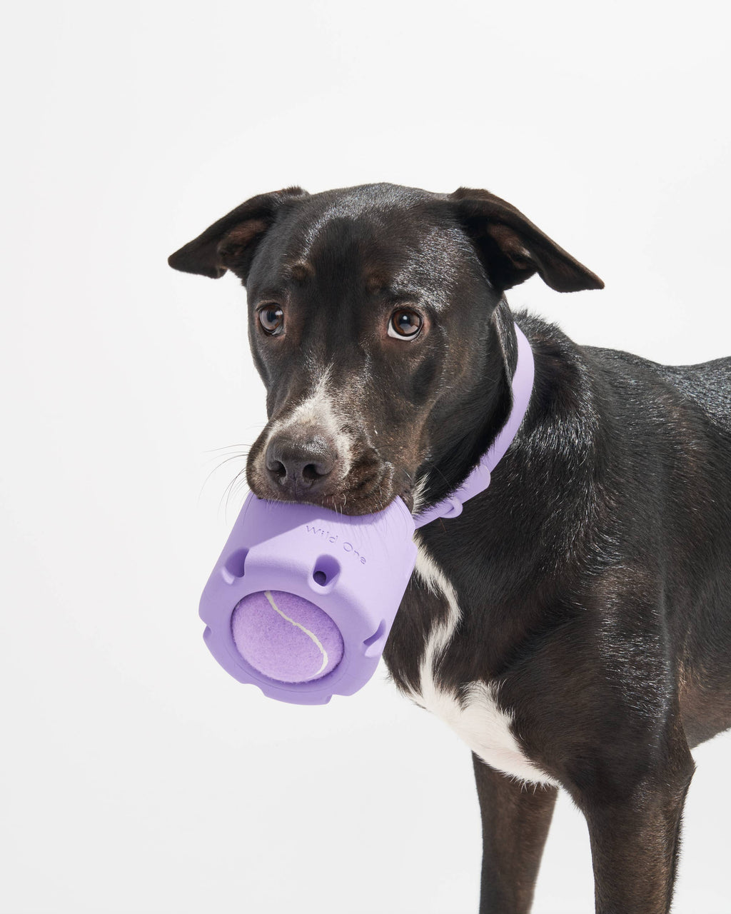 Tennis Tumble Interactive Dog Toy: Moonstone