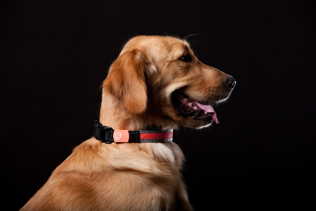 Touchdog ®'Lumiglow' 2-in-1 USB Charging LED Lighting Water-Resistant Dog Leash and Collar
